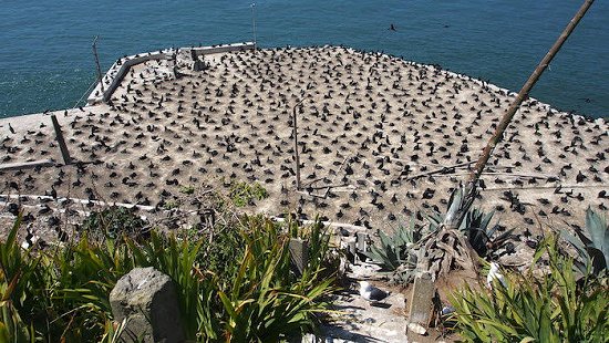 CormoraniAlcatraz USA