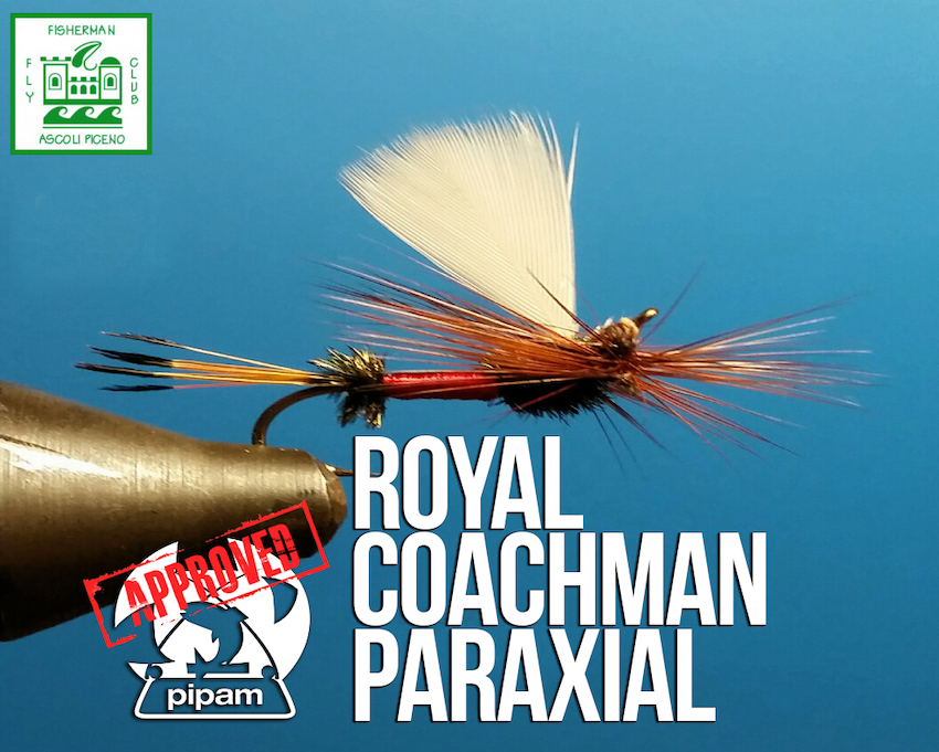 Royal Coachman Paraxial