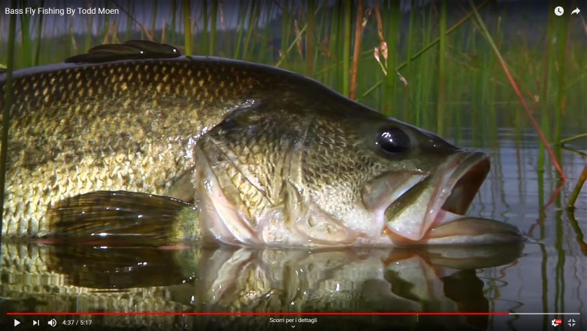 ColoradoTrout