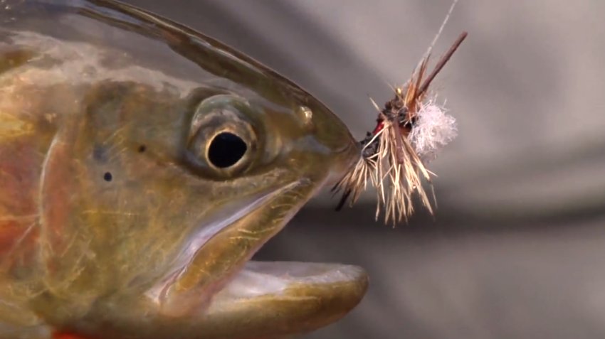 ColoradoTrout