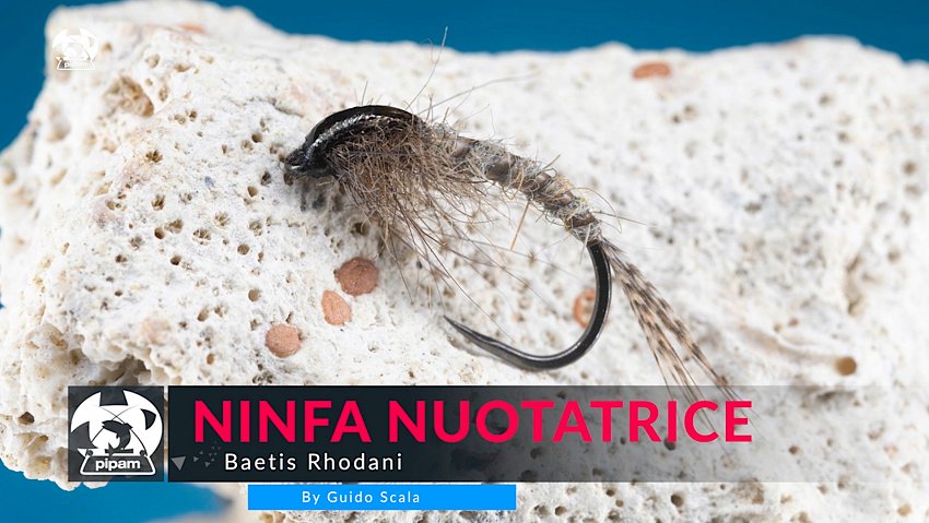 NinfaNuotatrice 