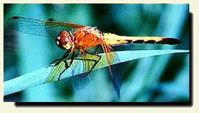 Dragon Fly