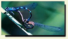 Sexual Damselflies