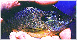 Bluegill