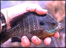 Bluegill