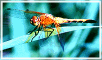 Dragon Fly