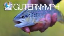 Guternymph