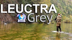 LeuctraGrey