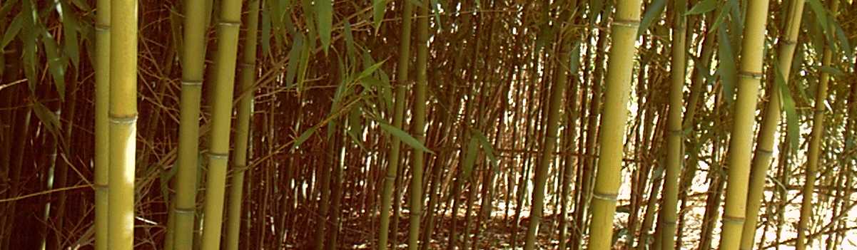 Piante di Bamboo che ondeggiano al sole sognando un giorno di diventare Canne da Mosca.