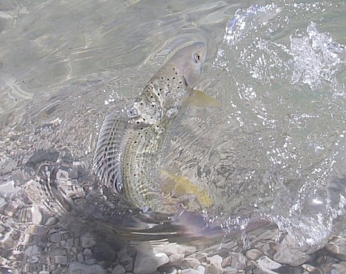 Non è solo la dimensione a decretare la bellezza di un pesce!