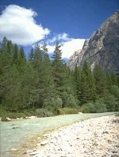 Uno scorcio del torrente.