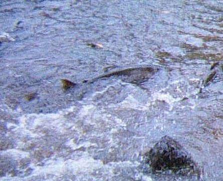 Oregon Chinook.