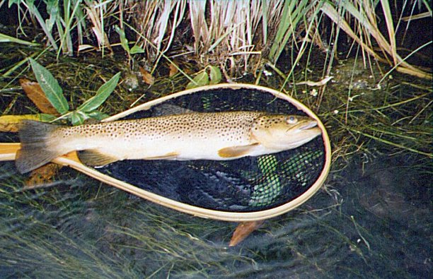 South Platte – Mirko's brown.