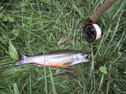 Un salmerino del lago catturato con lo streamer.