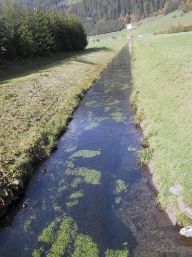 La roggia popolata da fario che una volta cresciute verranno immesse nella Drava.