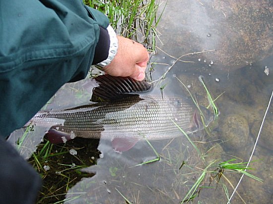 Grayling da 50 cm.