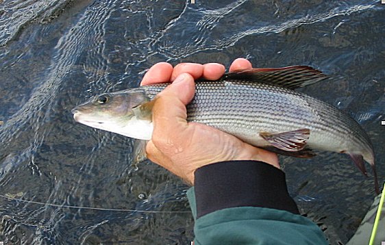 Grayling numero 100!.