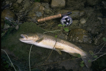 Marmorata del Piave.